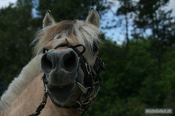 Fjordhest Hovgårdens Scarlett - Scarlett's Motto!! og kendetegn :b hvis du høre en fjordhest vrinske så det Scarlett!! :D Foto: Cecillie Zavareh billede 9