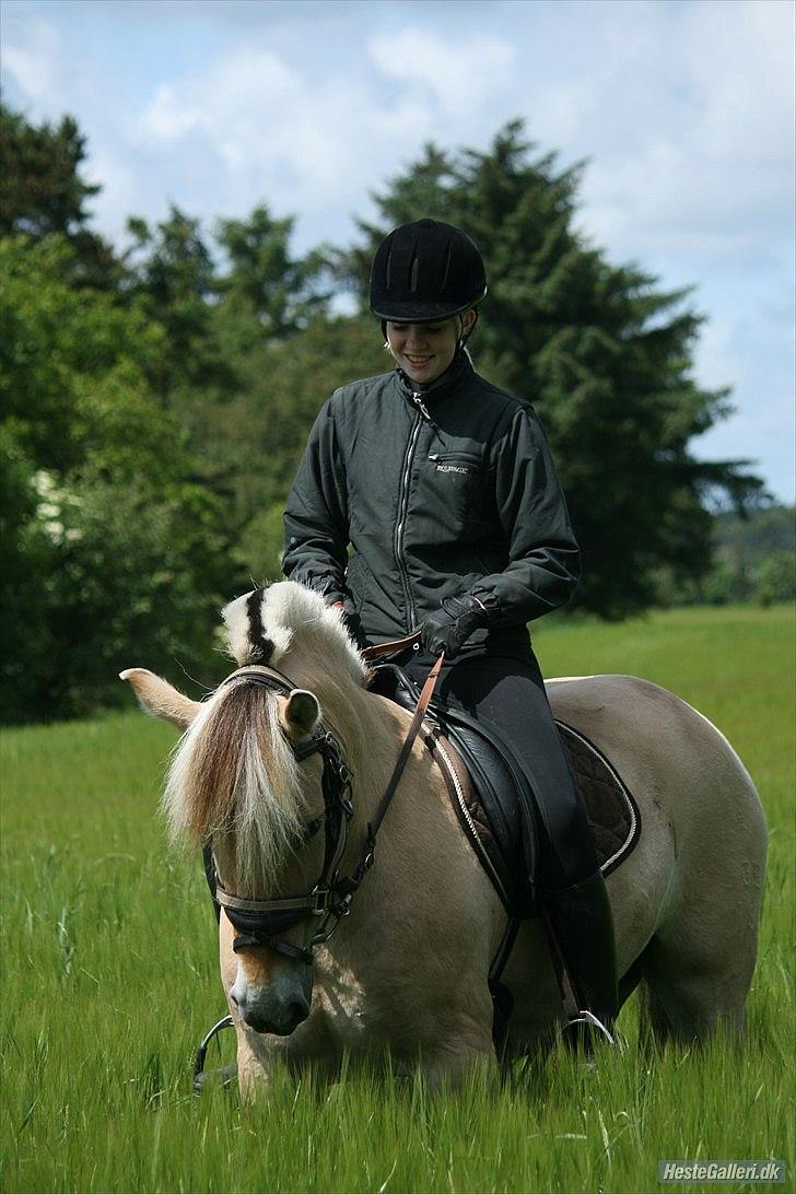 Fjordhest Hovgårdens Scarlett - Det er altså alt for fristene Jessica!! Hmmm.. hvor ser det lækker ud :D
Foto: Cecillie Zavareh billede 12