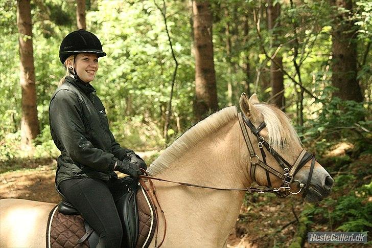 Fjordhest Hovgårdens Scarlett - Foto: Cecillie Zavareh billede 1