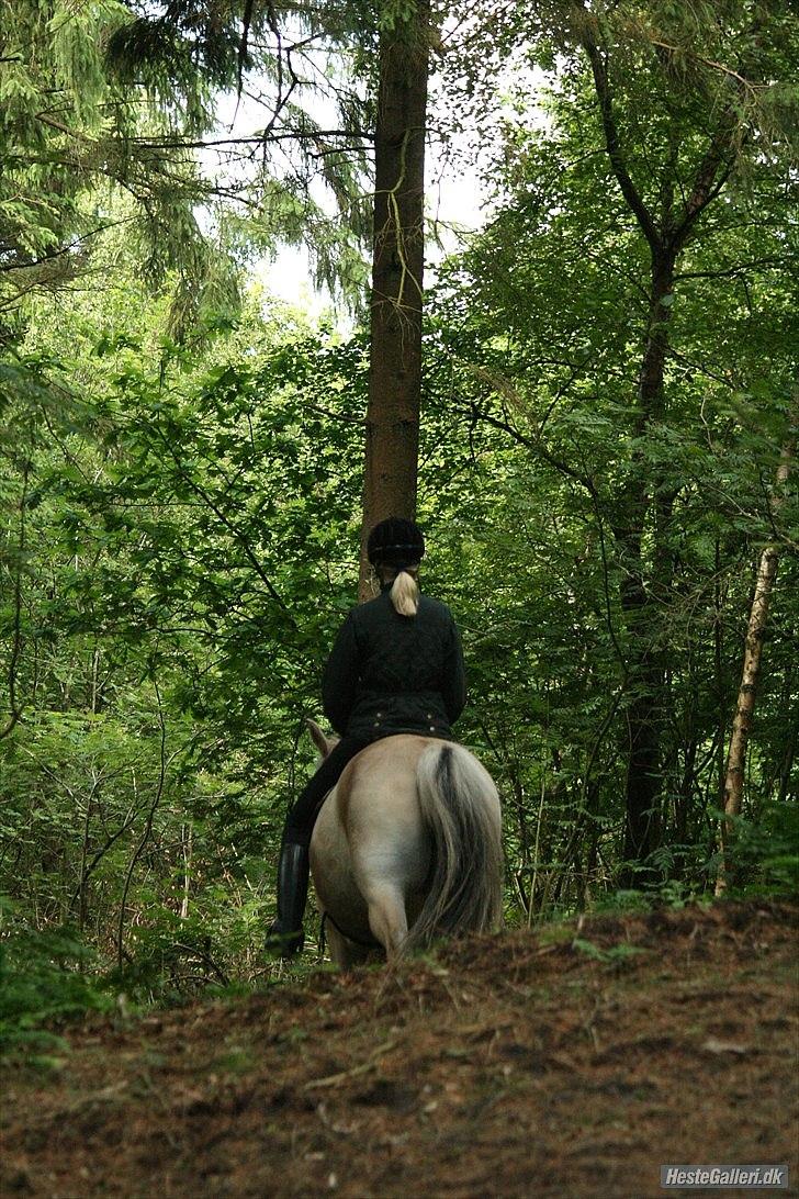 Fjordhest Hovgårdens Scarlett - så vil vi vende hjem ad (: læg gerne en kommentar når du nu er her (:
Vrinsk!! Scarlett og Jessica :D 
Foto: Cecillie Zavareh billede 17
