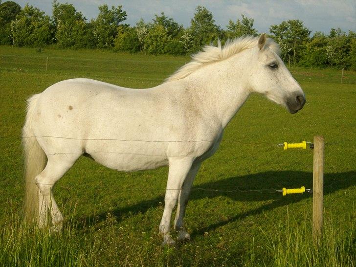 Anden særlig race Ofelia. billede 1