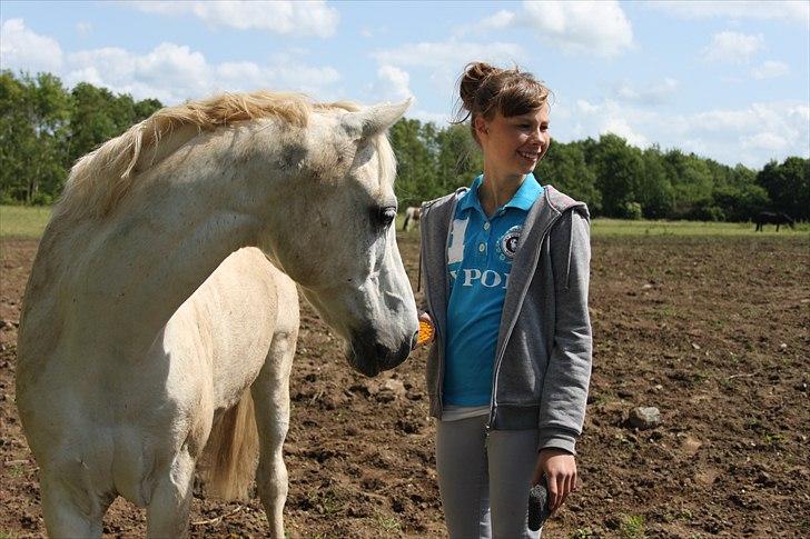 Welsh Pony (sec B) Bohemo Greco - "Kig så på mig!" xD billede 20