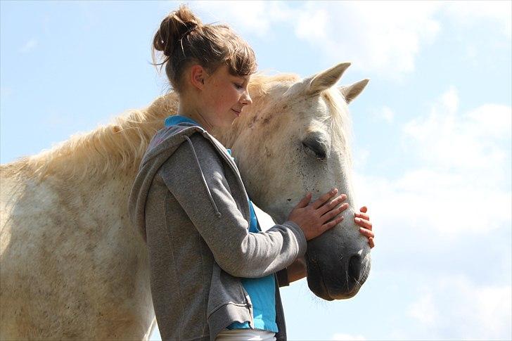 Welsh Pony (sec B) Bohemo Greco - Føler du godt kan lide mig, bare en lille smule.. billede 15