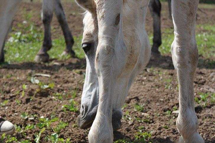 Welsh Pony (sec B) Bohemo Greco - Er der noget græs et sted..? xD billede 16