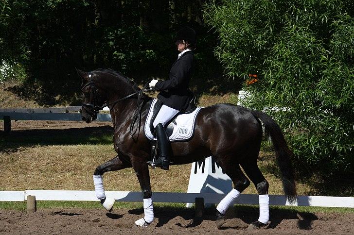 Trakehner Hertzlich Grønvang billede 1