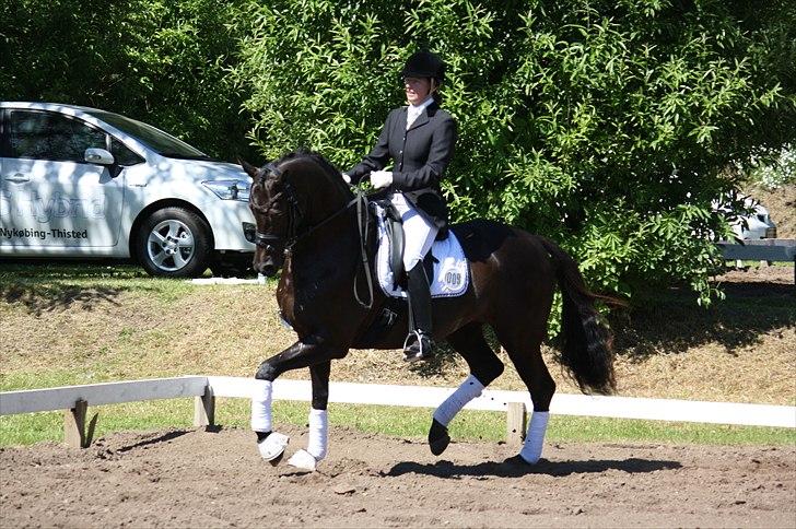 Trakehner Hertzlich Grønvang billede 4