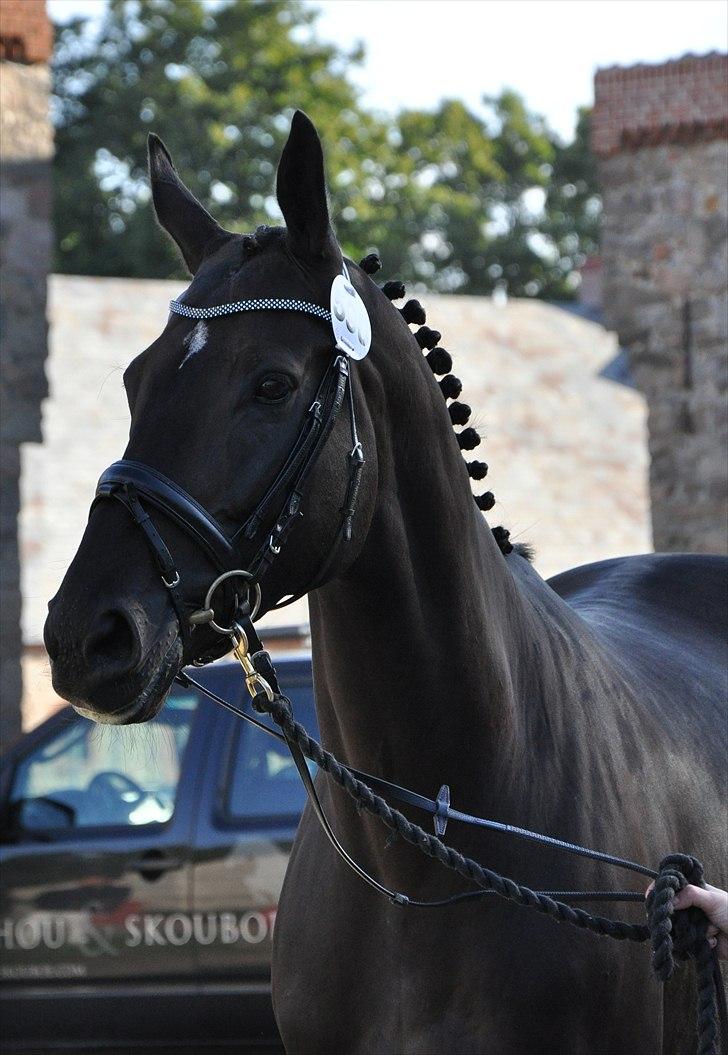 Oldenborg Skovlunds Dea Deluxe - Dea til sadelkåring i 2011 billede 7