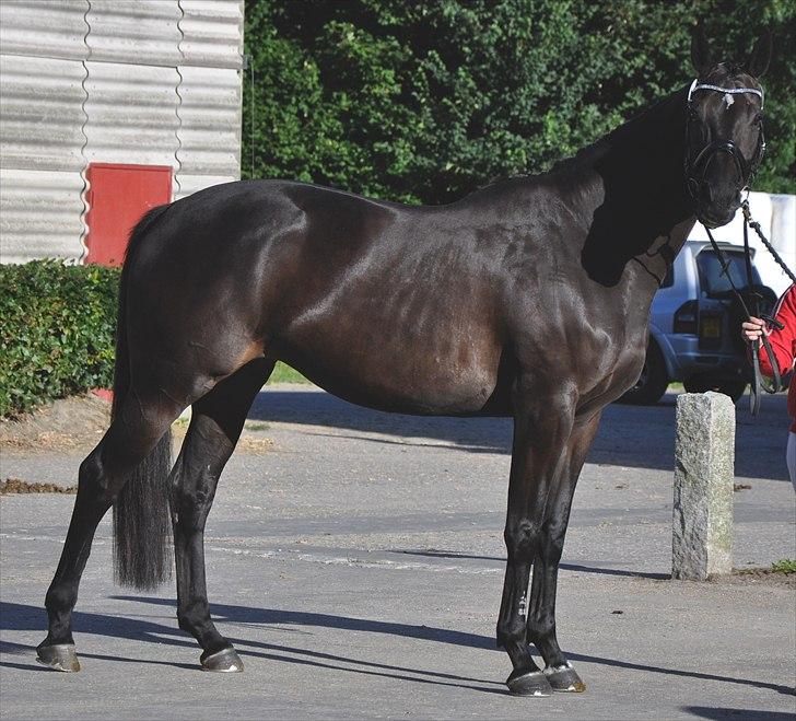 Oldenborg Skovlunds Dea Deluxe - Smukke Dea  billede 9