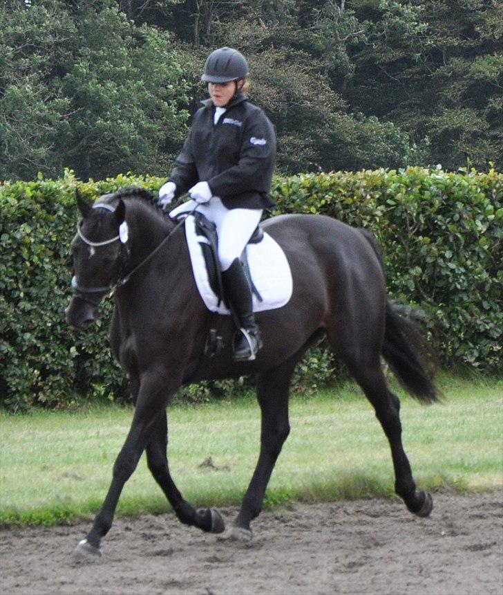 Oldenborg Skovlunds Dea Deluxe - Dea og rytter varmer op til Kåring i 2011 billede 10