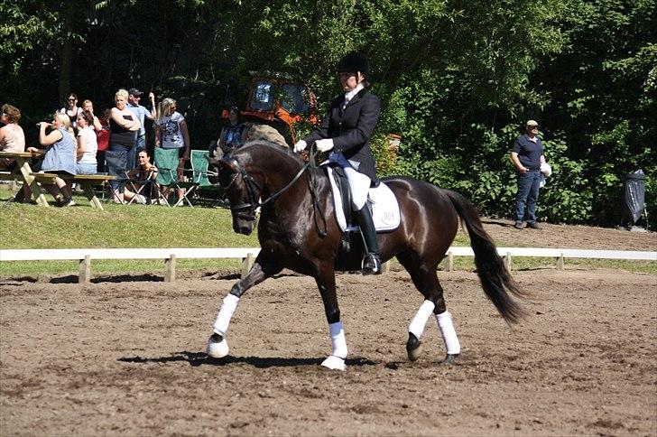 Trakehner Hertzlich Grønvang billede 6