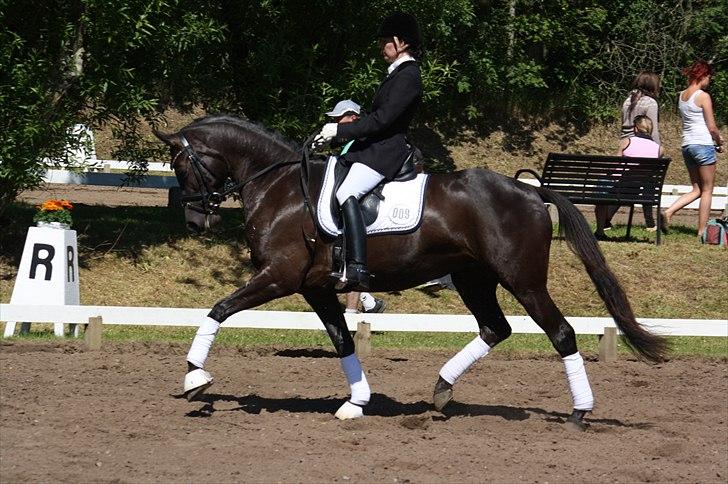 Trakehner Hertzlich Grønvang billede 7