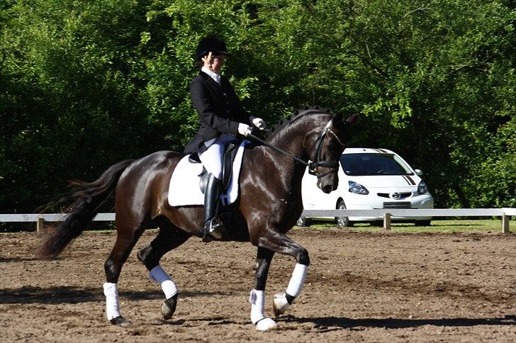 Trakehner Hertzlich Grønvang billede 13