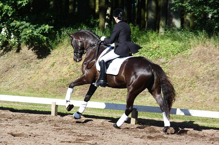 Trakehner Hertzlich Grønvang billede 17