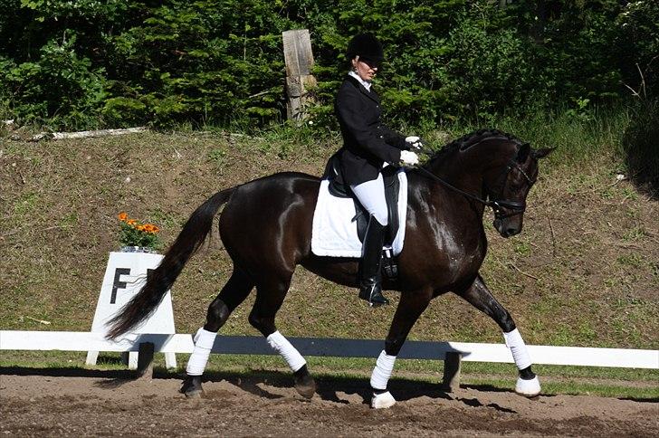 Trakehner Hertzlich Grønvang billede 18