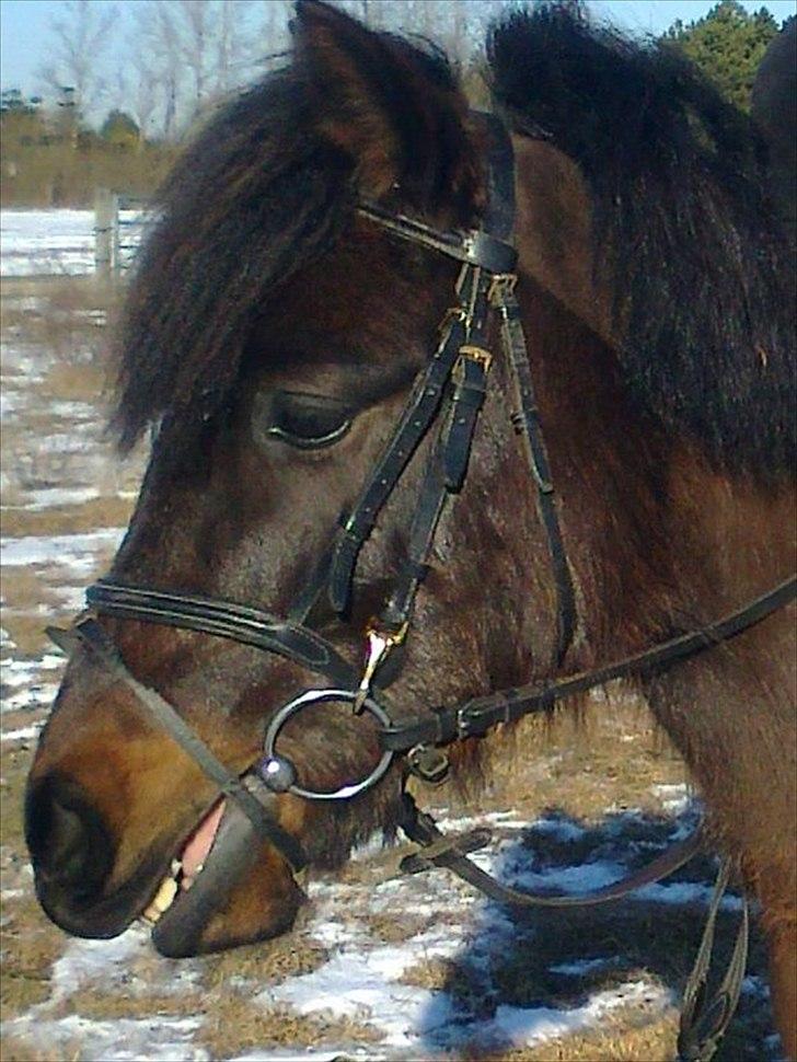 Anden særlig race Zigge Z billede 2