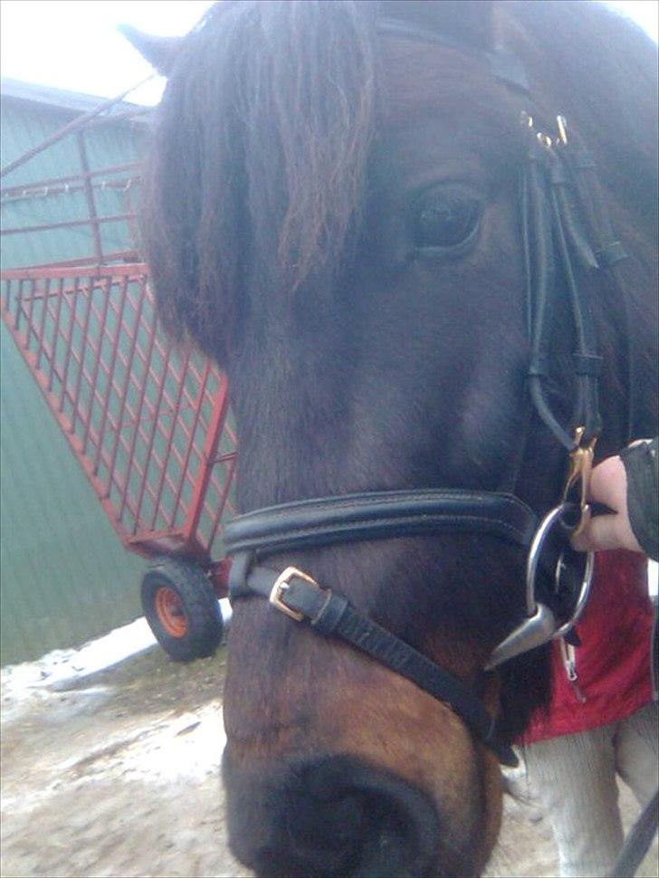 Anden særlig race Zigge Z billede 4