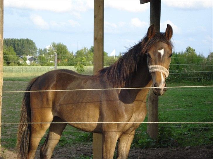 Anden særlig race Supremés My Lady - Lady 1 år gammel - sommeren 2011 billede 1