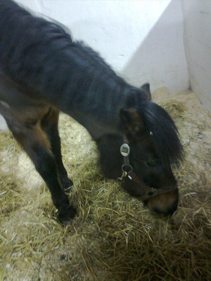 Anden særlig race Zigge Z billede 6