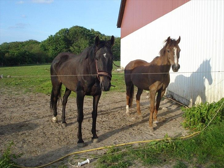 Anden særlig race Malaika R.I.P billede 15