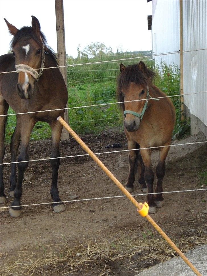 Shetlænder Stald Michas Little Matti billede 2