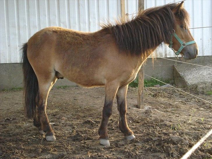 Shetlænder Stald Michas Little Matti billede 7