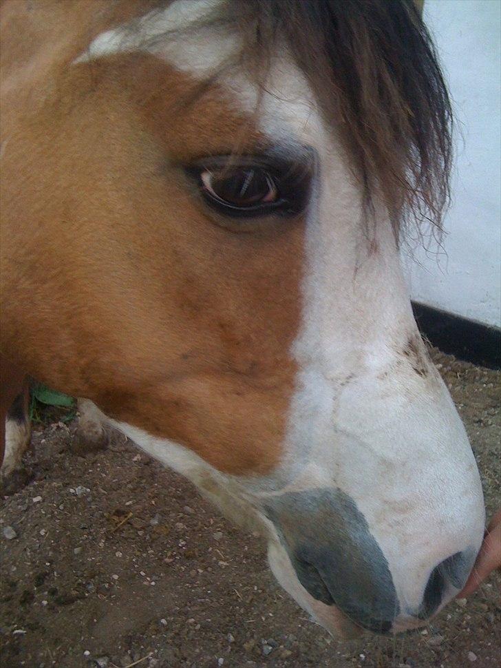 Anden særlig race Hedegårdens Savannah<3my soulmate<3I miss you babe - nuurh..! ;D <3 billede 4