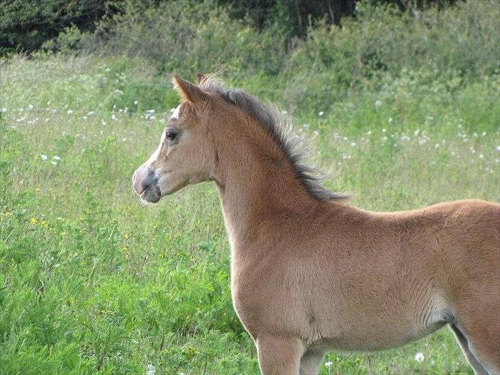 Welsh Pony (sec B) Sweet Surprise - 7 uger. billede 3