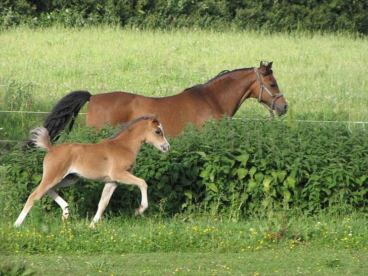 Welsh Pony (sec B) Sweet Surprise - Mor og føl en sommeraften. 7 uger. billede 4