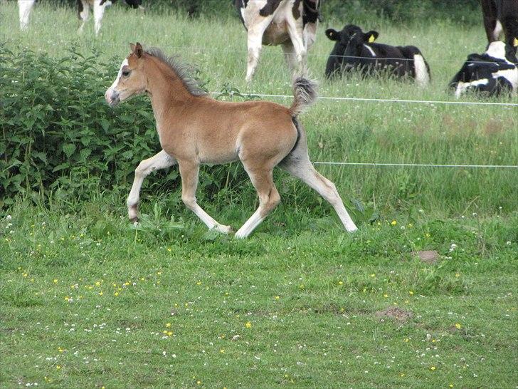 Welsh Pony (sec B) Sweet Surprise - 7 uger. billede 5