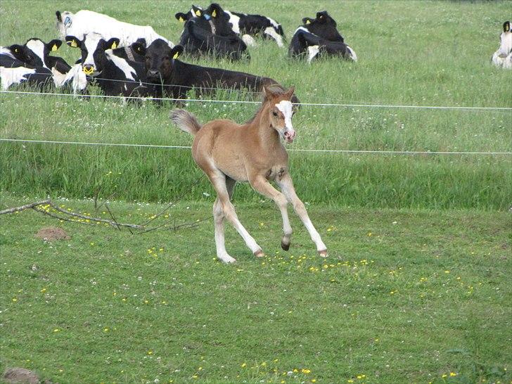 Welsh Pony (sec B) Sweet Surprise - Løb fra køerne!! 7 uger. billede 6