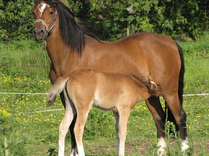 Welsh Pony (sec B) Sweet Surprise - 7 uger. billede 7