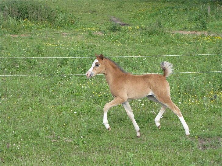 Welsh Pony (sec B) Sweet Surprise - 7 uger. billede 8