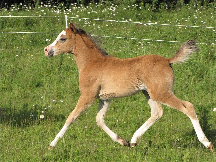 Welsh Pony (sec B) Sweet Surprise - 7 uger. billede 9