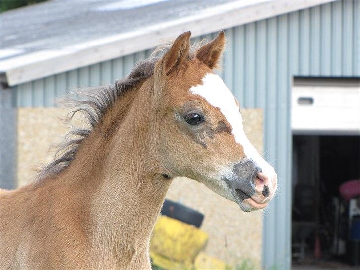 Welsh Pony (sec B) Sweet Surprise - 7 uger. billede 10