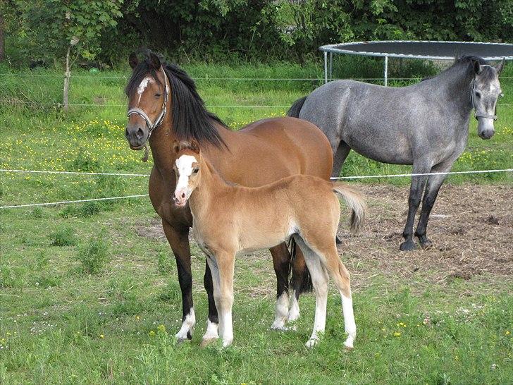 Welsh Pony (sec B) Sweet Surprise - Mor, føl og folkammerat :D 7 uger. billede 11