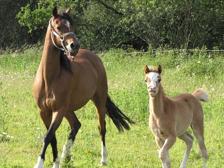 Welsh Pony (sec B) Sweet Surprise - 7 uger.
 billede 12