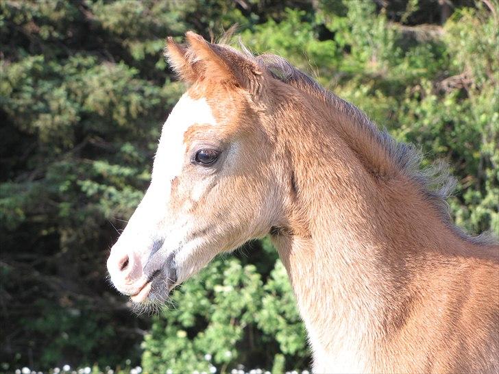 Welsh Pony (sec B) Sweet Surprise - 7 uger. billede 1