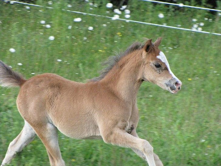 Welsh Pony (sec B) Sweet Surprise - 7 uger. billede 13