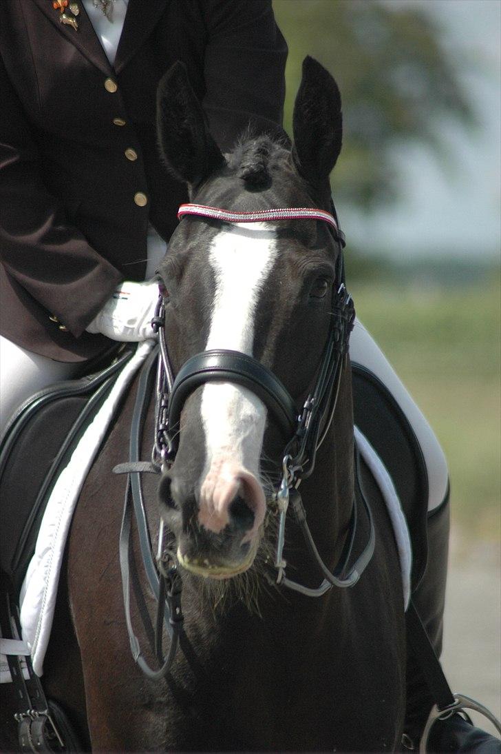 Holstener Prior's Maluta *SOULMATE* R.I.P 15/09/2011 - hvordan er det muligt at være så smuk?<3 billede 19