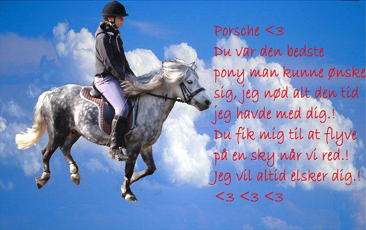 Welsh Pony (sec B) Nappemarkens Porsche - Det første billede jeg har lavet af ham i Photoshop. Teksten er ikke så god, ved det god. Men er ikke god til sådan noget tekst. :-/ billede 20