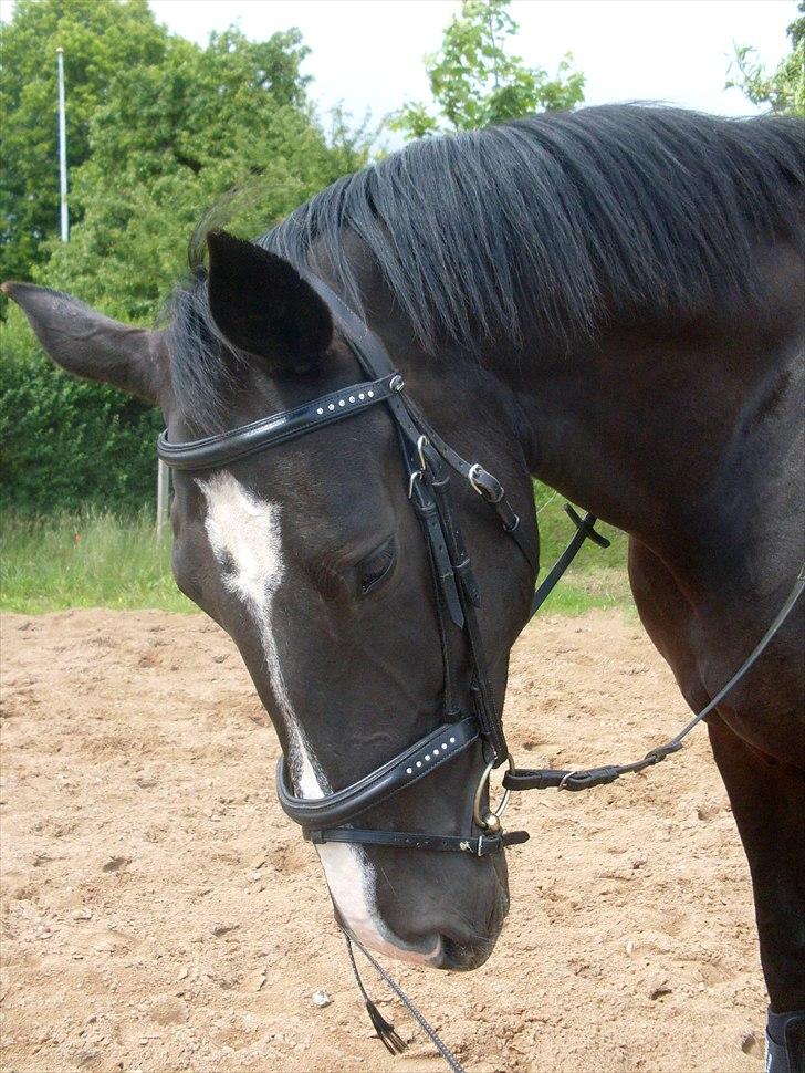 Oldenborg Constance af støvlebæk billede 17