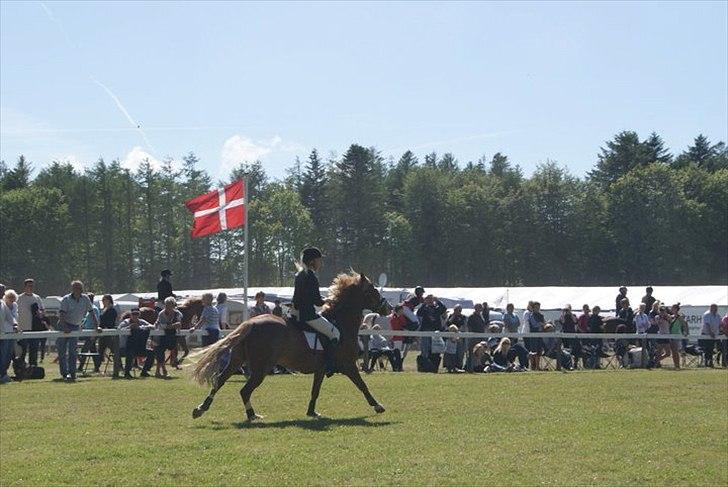 Hollandsk Sportspony Jan <3 SOLGT - Morsø 2011

Jan er den bedste! billede 19