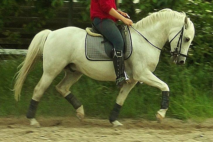 Hollandsk Sportspony Greyhound <3<3  billede 6