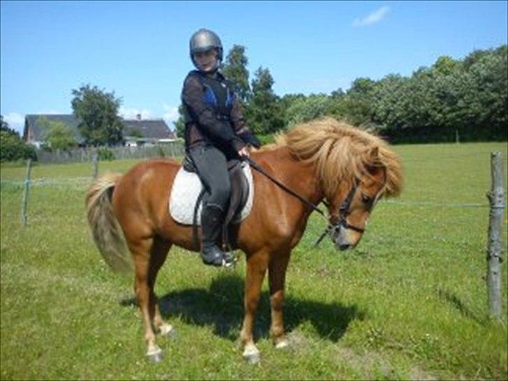 Islænder Baldur Petit billede 20