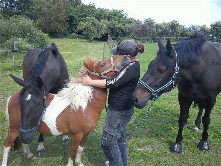 Dansk Varmblod Nice Surprise  billede 16