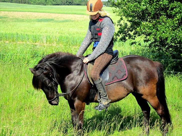 Anden særlig race Jolly - SOLGT -Savnet  billede 3