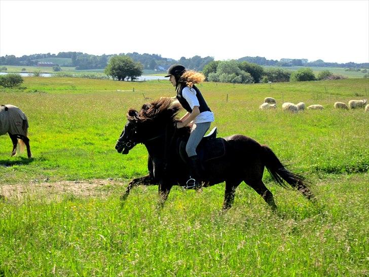 Anden særlig race Jolly - SOLGT -Savnet  billede 1