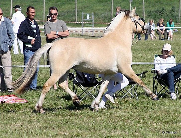 Fjordhest Mosegårdens Fornax - Roskilde Dyrskue 2011 - gik fløj med 23 points og ærespræmie:-) billede 14