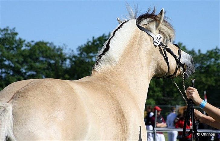 Fjordhest Mosegårdens Fornax - Roskilde Dyrskue 2011 - gik fløj med 23 points og ærespræmie:-) billede 15