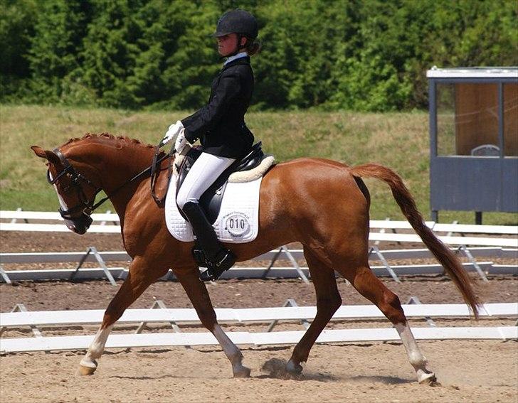 Welsh Pony (sec B)  Molenhorn´S Amaretto B-PONY [Tidl. hest] - SJM i Billund 2011 Nr. 3 indv! Vores første Sydjysk mesterskab:D billede 10